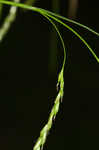 White edge sedge